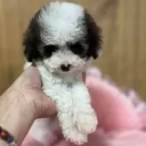 タイニープードル