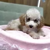 タイニープードル
