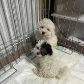 タイニープードル