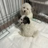 タイニープードル