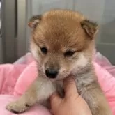 柴犬(標準サイズ)