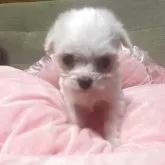 チワプー(トイプードル×チワワ)【埼玉県・男の子・2025年9月15日・ホワイト】の写真2