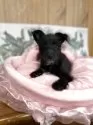 ミックス(柴犬×トイプードル)【埼玉県・女の子・2025年2月26日・ブラック】の写真3