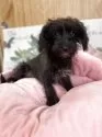 ミックス(柴犬×トイプードル)【埼玉県・男の子・2025年2月26日・ブラック】の写真4