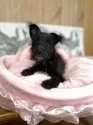 ミックス(柴犬×トイプードル)【埼玉県・女の子・2025年2月26日・ブラック】の写真2