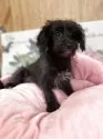 ミックス(柴犬×トイプードル)【埼玉県・男の子・2025年2月26日・ブラック】の写真2