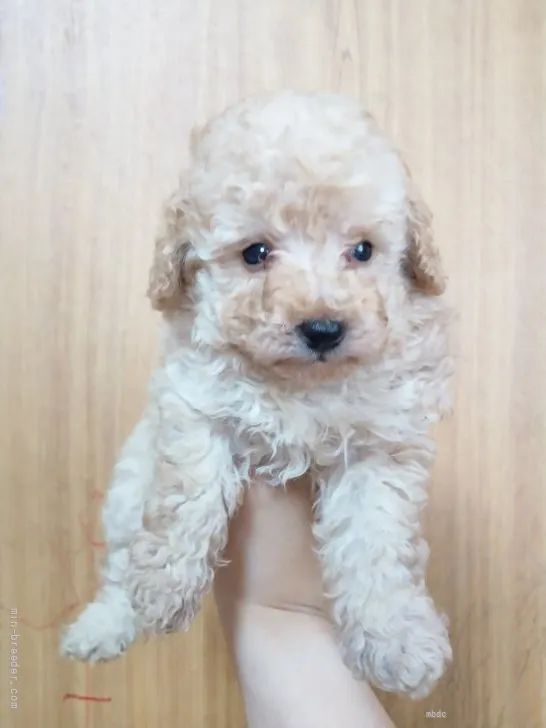 ID：2204-02551の子犬