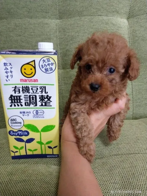 ID:1907-00379の子犬