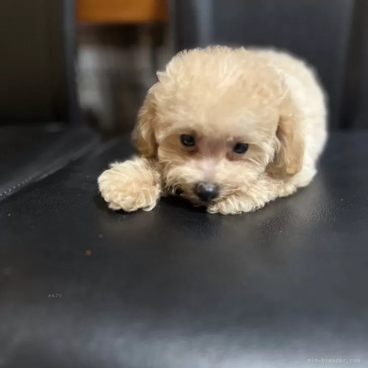 T.A 様のお迎えした子犬