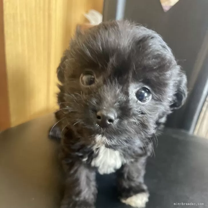 ID:2403-06022の子犬