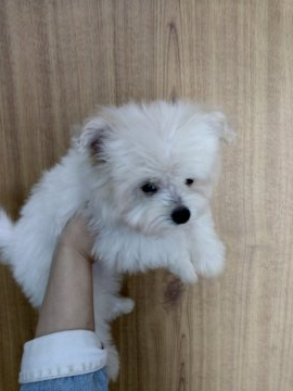 ポメプー×プードル【埼玉県・男の子・2020年1月20日・ホワイト】の写真「びっくりする程小さいポメプー×プードルのMix犬」