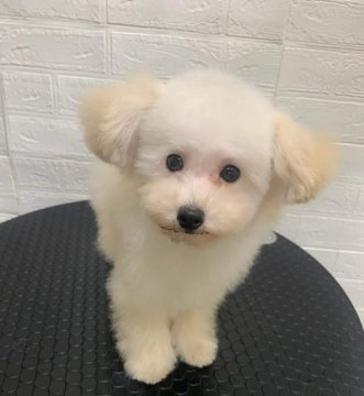 ポメプー×プードル【埼玉県・男の子・2020年11月10日・クリーム】の写真「値段見直しました！3/6現在900ｇ」