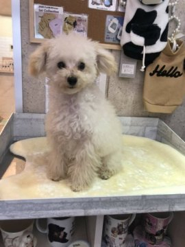 トイプードル(ティーカップ)【埼玉県・男の子・2020年8月29日・クリーム】の写真「極小の中の極小サイズ！見てビックリのサイズです！！」