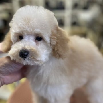 トイプードル(トイ)【埼玉県・女の子・2023年7月19日・クリーム】の写真「美形な顔立ち✨」