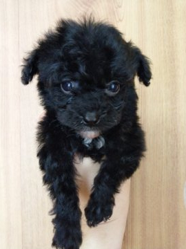 トイプードル(タイニー)【埼玉県・男の子・2021年3月7日・ブラック】の写真「サイズ小さめつぶらな瞳！」