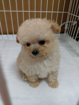 トイプードル(ティーカップ)【埼玉県・男の子・2021年4月2日・クリーム】の写真「2兄妹で極小サイズ！」