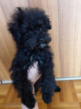 トイプードル(タイニー)【埼玉県・男の子・2019年11月17日・ブラック】の写真「片手で持てる程小さく、顎髭が白くチャームポイント！」