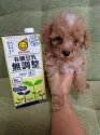 タイニープードル【埼玉県・男の子・2019年5月20日・アプリコット】の写真2「7/6撮影」