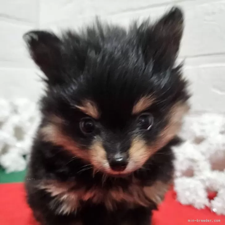 ID:2412-01165の子犬