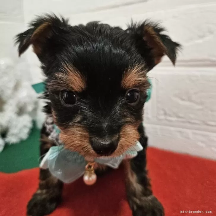 ID:2412-04567の子犬