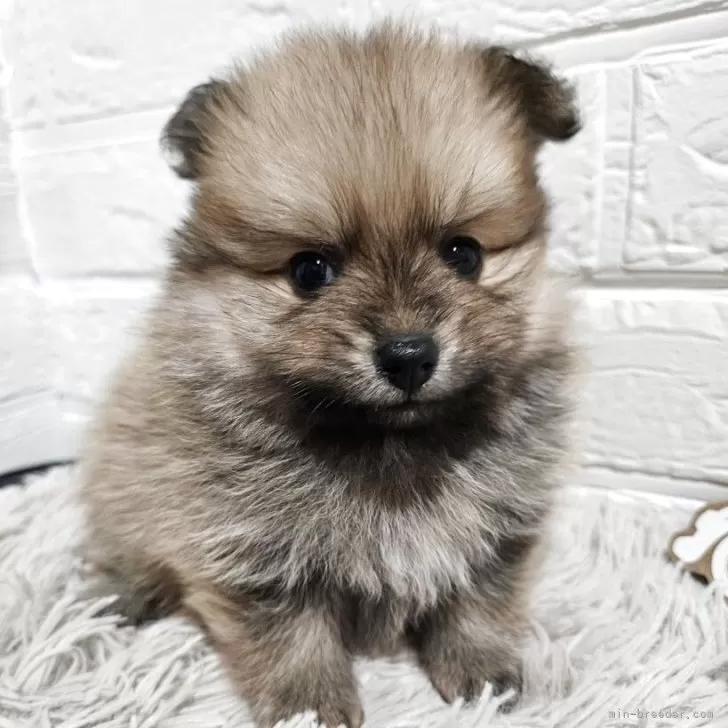 ID:2506-05803の子犬