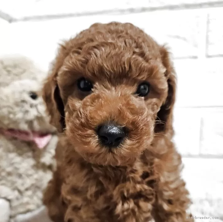 ID：2505-00375の子犬