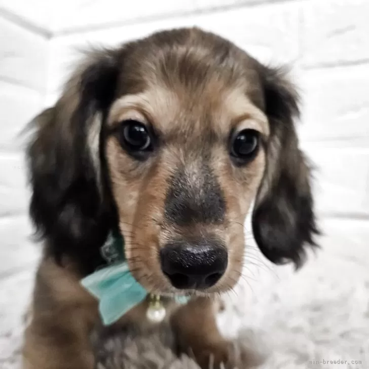 ID:2504-01820の子犬