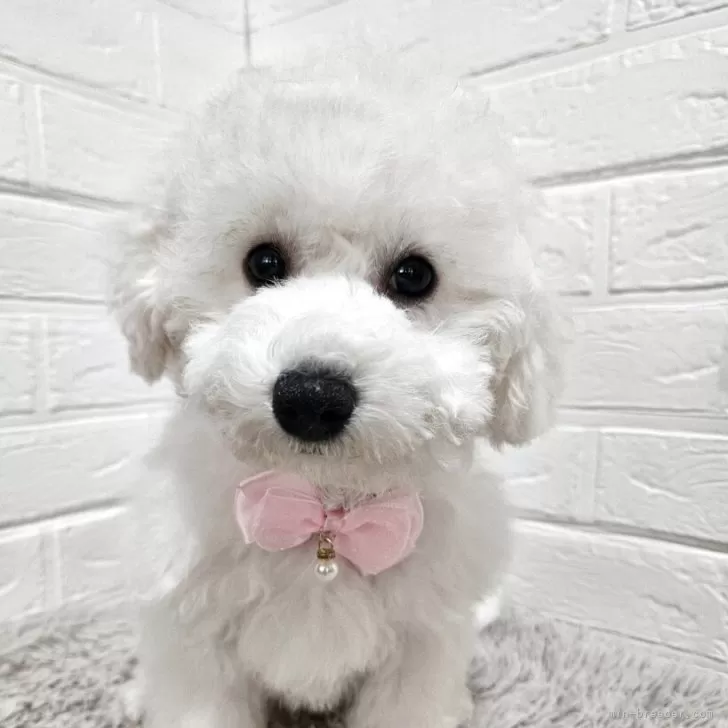 ID:2501-07354の子犬