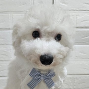 ビションフリーゼ【三重県・女の子・2025年7月25日・ホワイト】の写真「おとなしい子です🎀」