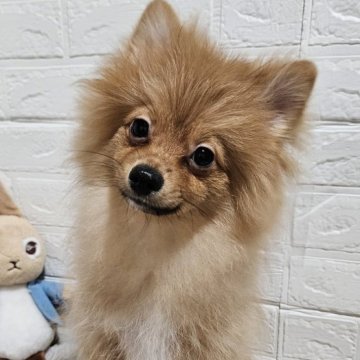ポメラニアン【三重県・男の子・2025年5月7日・オレンジ】の写真「9/24現在2780g🐶猿期🐵入ってます😌」