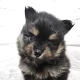 ポメラニアン