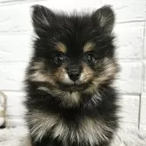 ポメラニアン