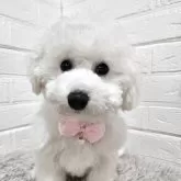 ビションフリーゼ【三重県・女の子・2024年12月23日・ホワイト】の写真1