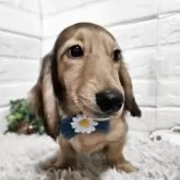 ミニチュアダックスフンド(ロング)【三重県・男の子・2025年3月9日・シェーデッドイエロー】の写真3