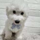 ビションフリーゼ【三重県・女の子・2025年7月25日・ホワイト】の写真3