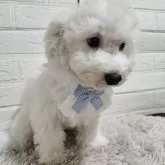 ビションフリーゼ【三重県・女の子・2025年7月25日・ホワイト】の写真4