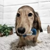 ミニチュアダックスフンド(ロング)【三重県・男の子・2025年3月9日・シェーデッドイエロー】の写真4