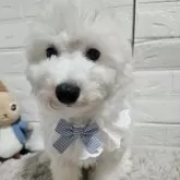 ビションフリーゼ【三重県・女の子・2025年7月25日・ホワイト】の写真7