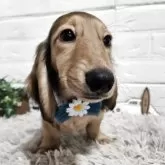 ミニチュアダックスフンド(ロング)【三重県・男の子・2025年3月9日・シェーデッドイエロー】の写真7