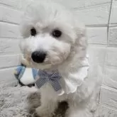 ビションフリーゼ【三重県・女の子・2025年7月25日・ホワイト】の写真8