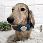 ミニチュアダックスフンド(ロング)【三重県・男の子・2025年3月9日・シェーデッドイエロー】の写真8