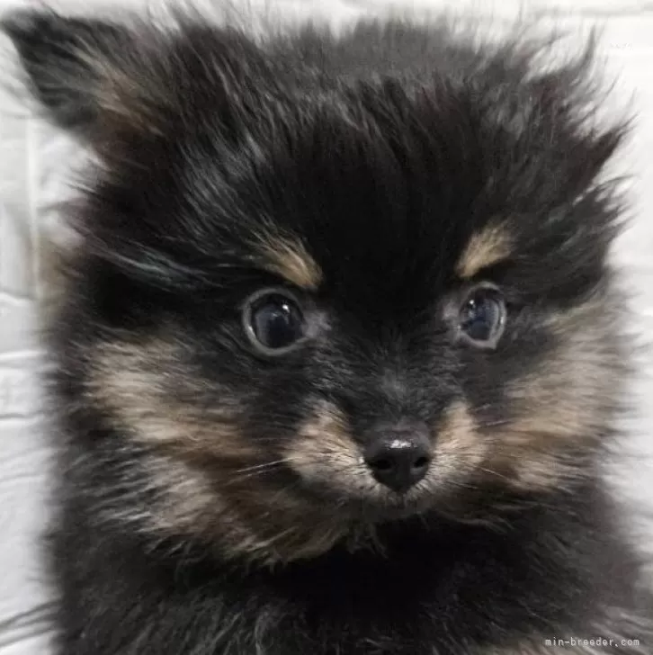 ID:2406-03784の子犬