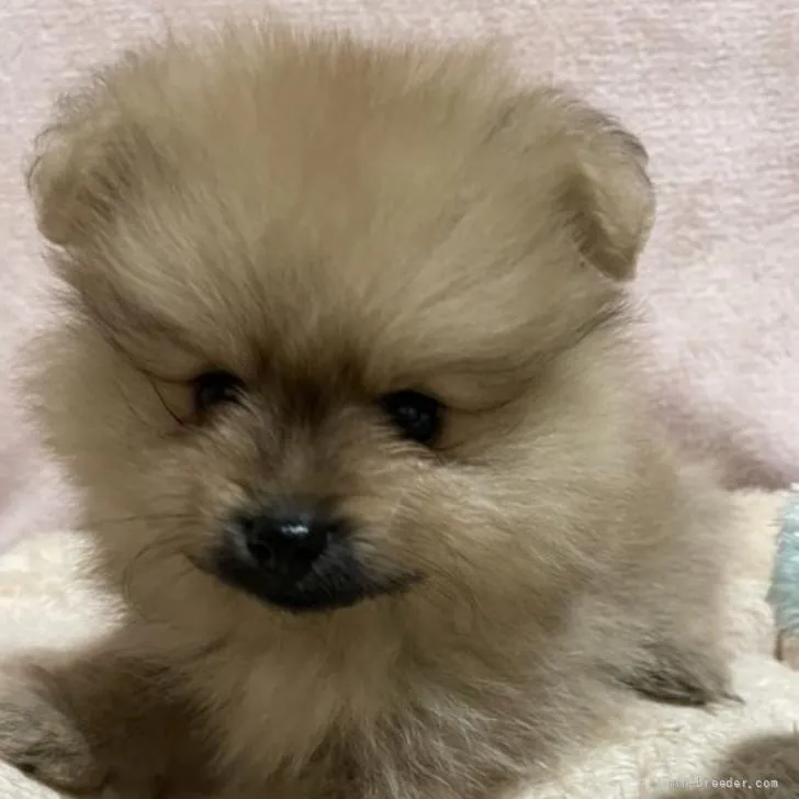 ID：2205-02570の子犬