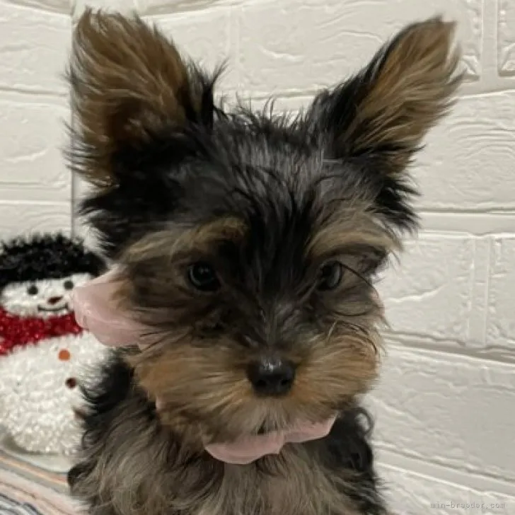 ID:2212-00216の子犬