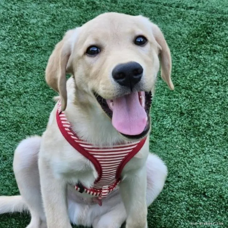 ID:2306-03636の子犬