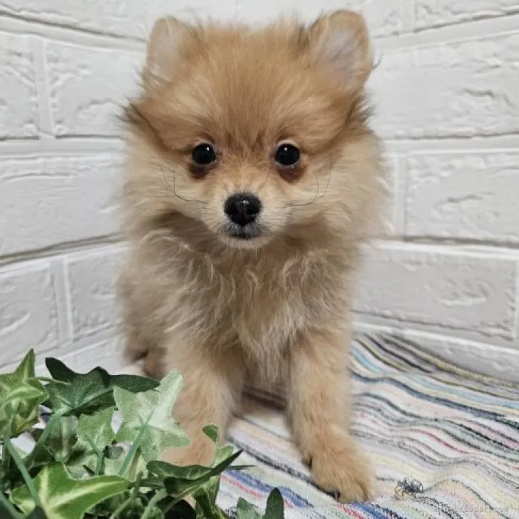 ID：2306-05933の子犬