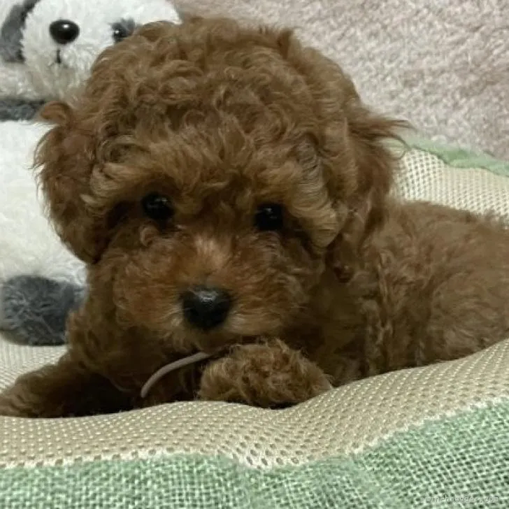 ID:2209-02713の子犬