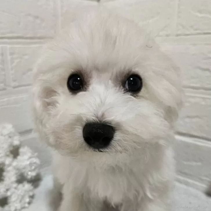 ID:2311-00660の子犬