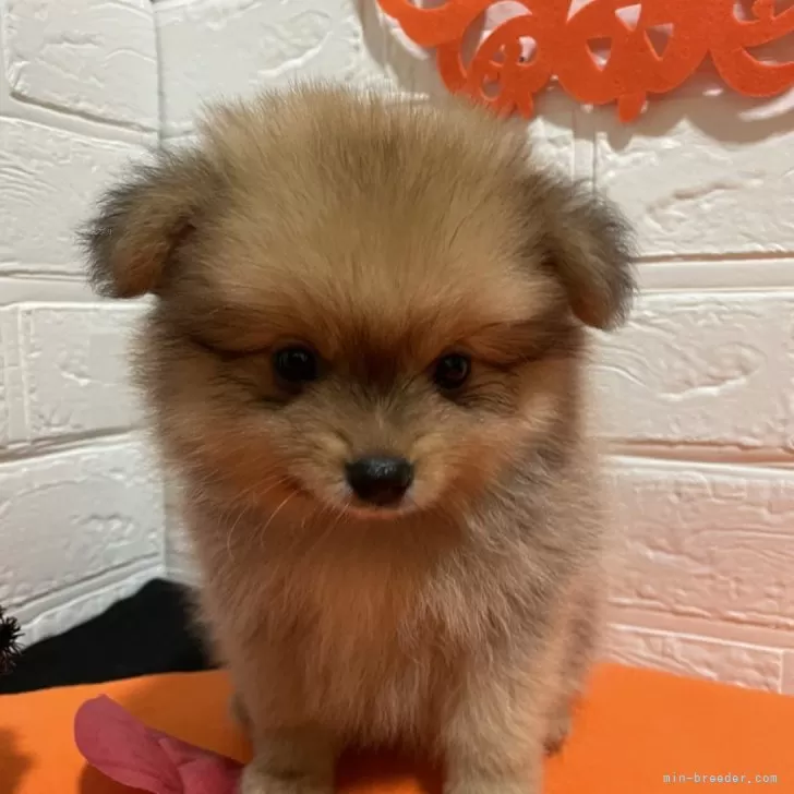 ID:2409-07840の子犬