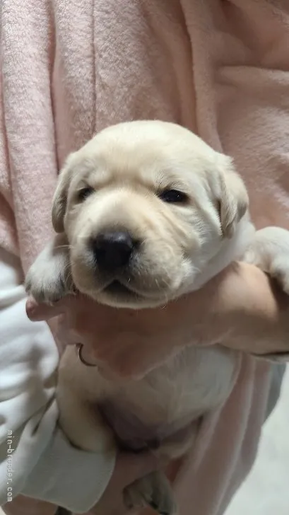ID：2202-01924の子犬
